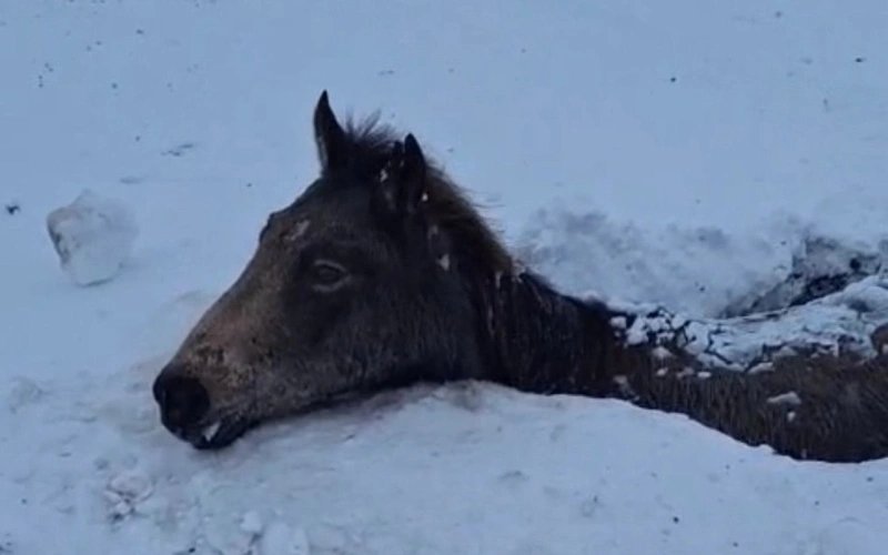 Табун лошадей погиб, увязнув в солончаке в ЗКО