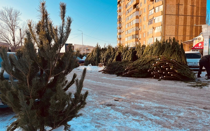 Более семи тысяч живых елок к Новому году завезли в Павлодарскую область
