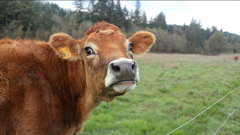 Финляндияда сиыр еті рекордтық деңгейде қымбаттады