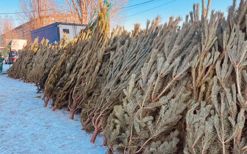 Более семи тысяч живых елок к Новому году завезли в Павлодарскую область Более семи тысяч живых елок к Новому году завезли в Павлодарскую область