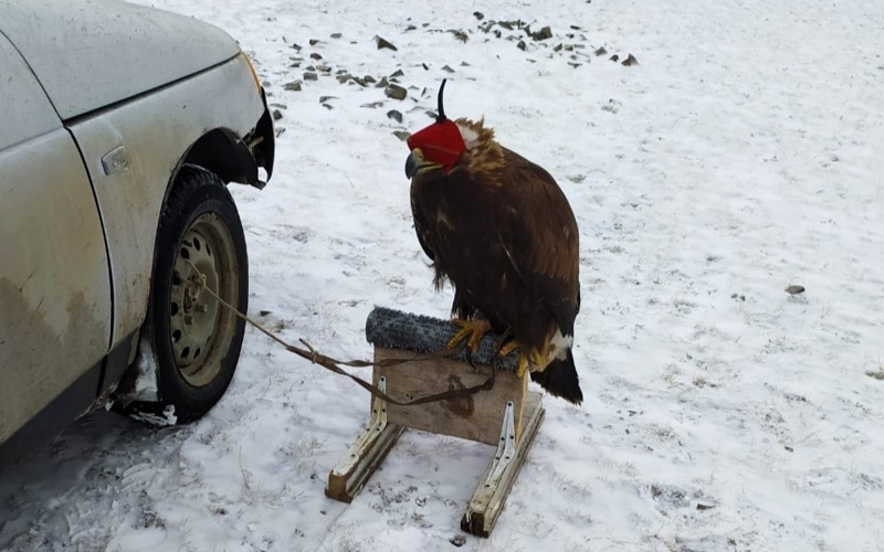 Чемпионат по охоте с ловчими птицами прошел в Карагандинской области