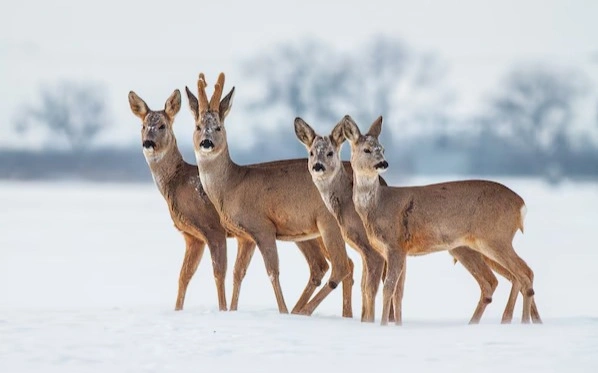 Более 1200 косуль перешли в Павлодарскую область из России