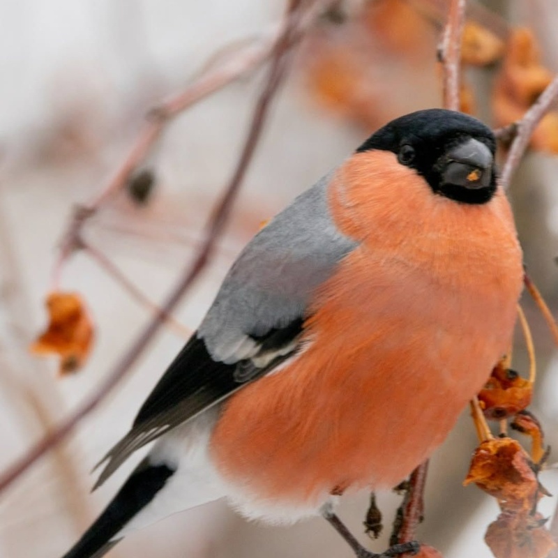 Ертіс орманынан қыста қандай құстарды кездестіруге болады