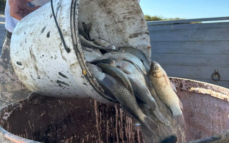 15 млн мальков рыбы спасли в Кызылординской области