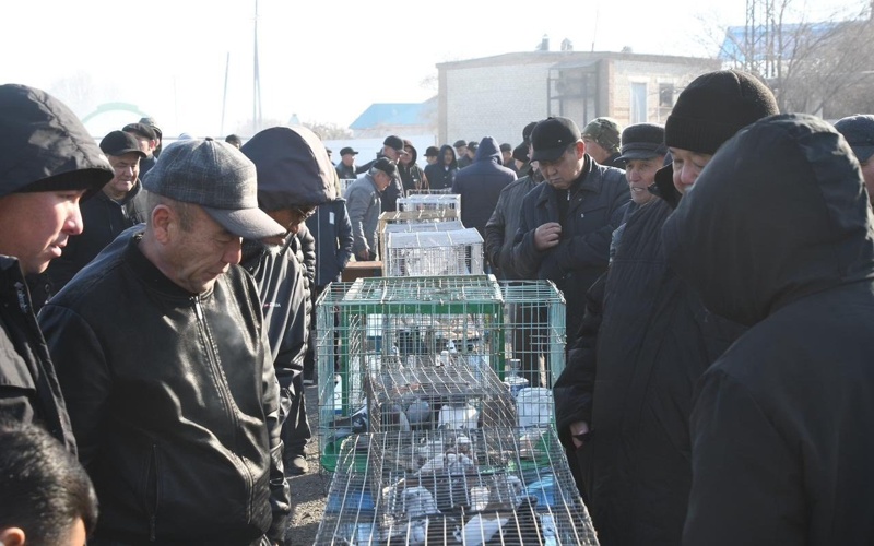 выставка голубей м