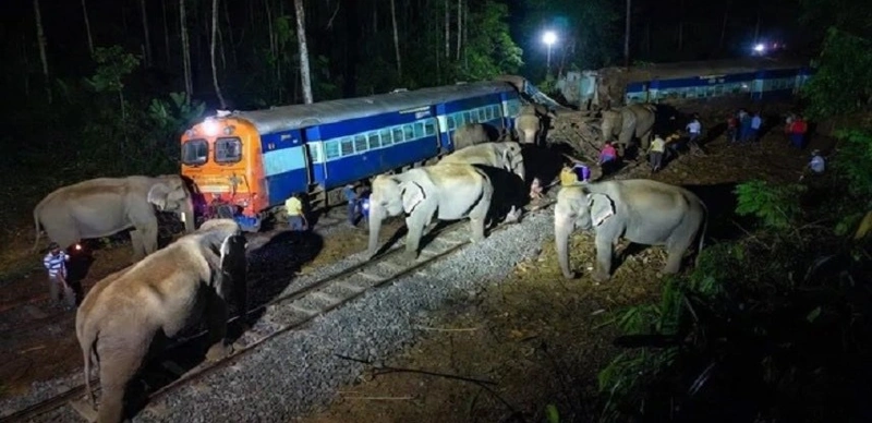 Train crashes into elephant herd in India, killing seven