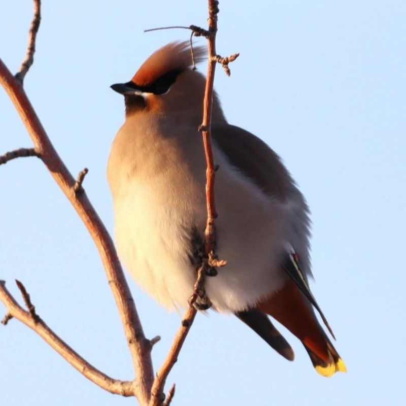 Amazing birds of the Irtysh pine forest in winter
