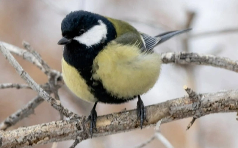 Amazing birds of the Irtysh pine forest in winter