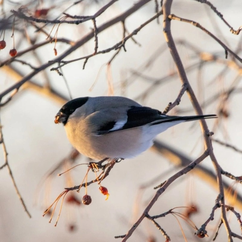 Amazing birds of the Irtysh pine forest in winter