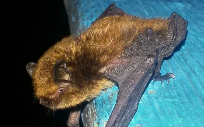 Rare night bat listed in Red Book spotted in E Kazakhstan
