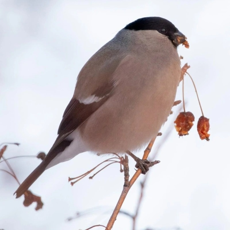 Amazing birds of the Irtysh pine forest in winter