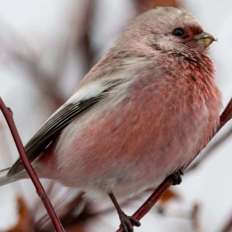 Amazing birds of the Irtysh pine forest in winter