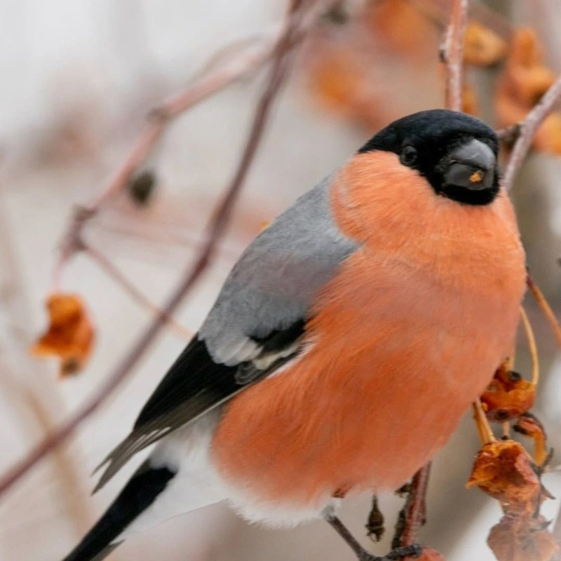 Amazing birds of the Irtysh pine forest in winter