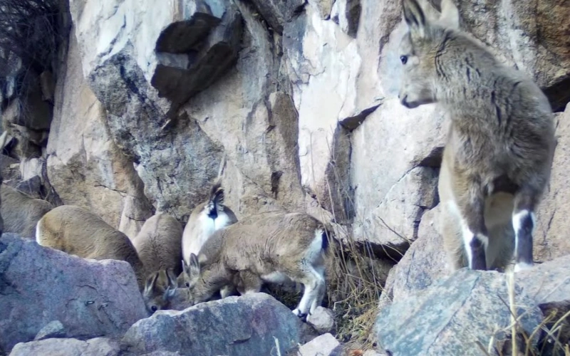 Hidden life revealed: Five rare species spotted in Ile-Alatau Park