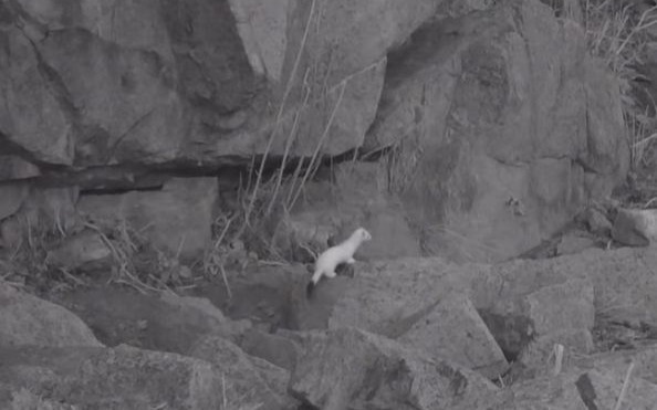 Hidden life revealed: Five rare species spotted in Ile-Alatau Park Hidden life revealed: Five rare species spotted in Ile-Alatau Park