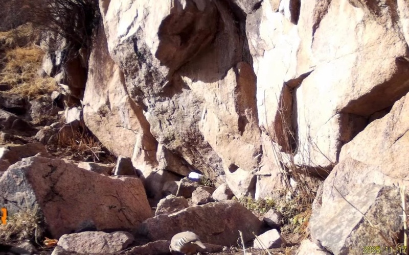 Hidden life revealed: Five rare species spotted in Ile-Alatau Park Hidden life revealed: Five rare species spotted in Ile-Alatau Park