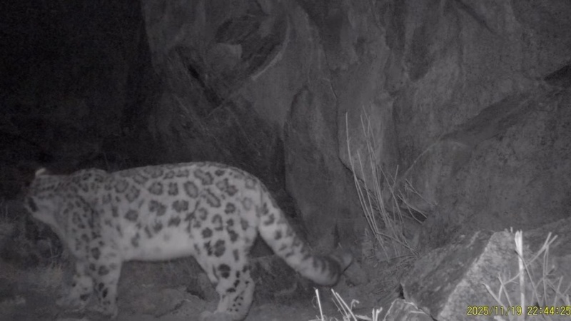 Hidden life revealed: Five rare species spotted in Ile-Alatau Park Hidden life revealed: Five rare species spotted in Ile-Alatau Park