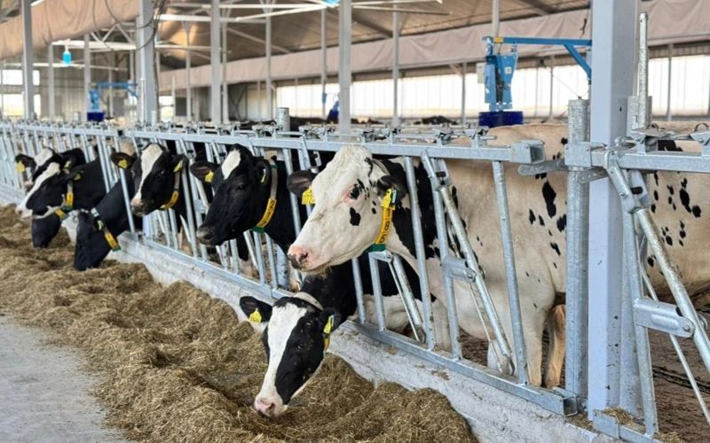 «Голштин-Фриз» және «Джерси»