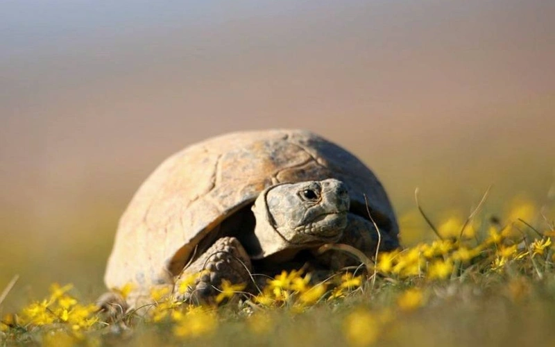 Kazakhstan bans use of Central Asian tortoises until 2040 