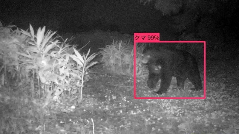 Japan Deploys AI Cameras to Speed Bear Alerts