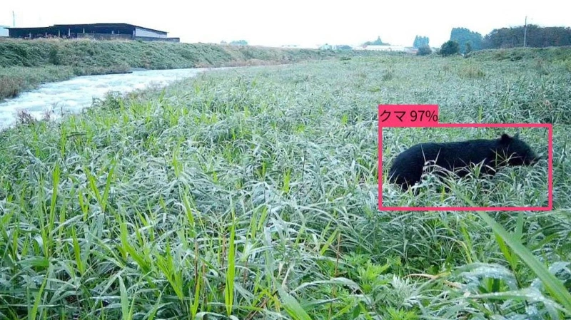 Japan Deploys AI Cameras to Speed Bear Alerts
