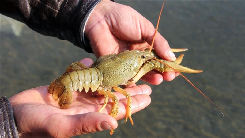 $400K lobster shipment stolen en route to Costco in US Midwest