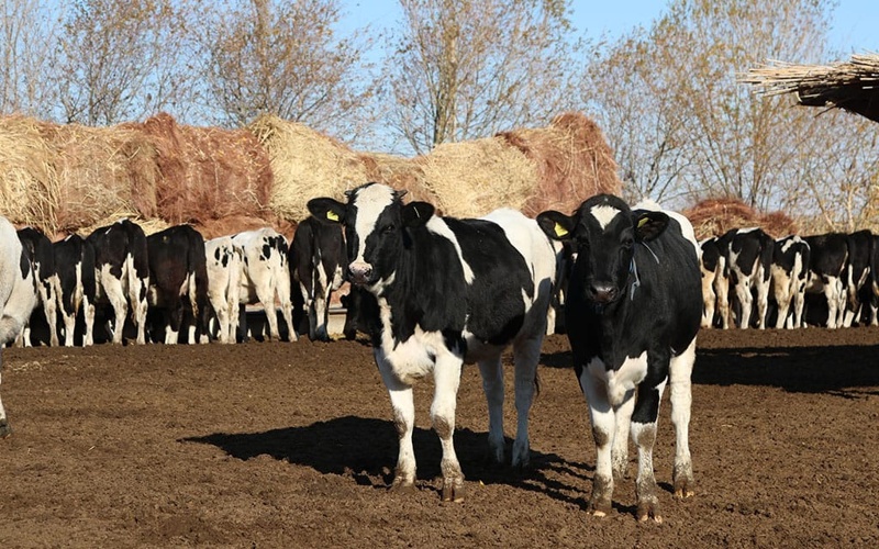 mal sharýashylyǵy a