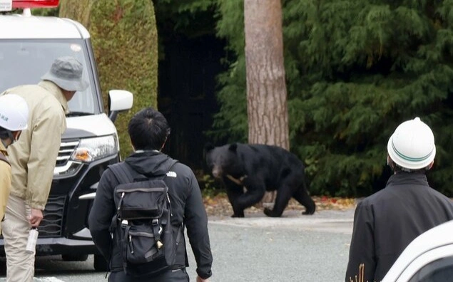 Bears in Japan delay hibernation after finding food in residential areas, says expert