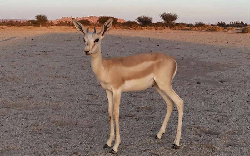 AlUla Showcases its Environmental Diversity on Gulf Wildlife Day
