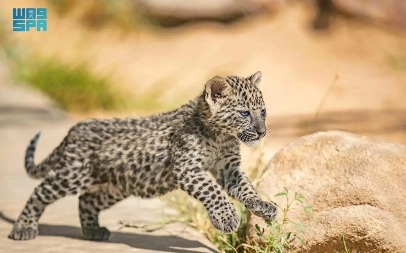 AlUla Showcases its Environmental Diversity on Gulf Wildlife Day