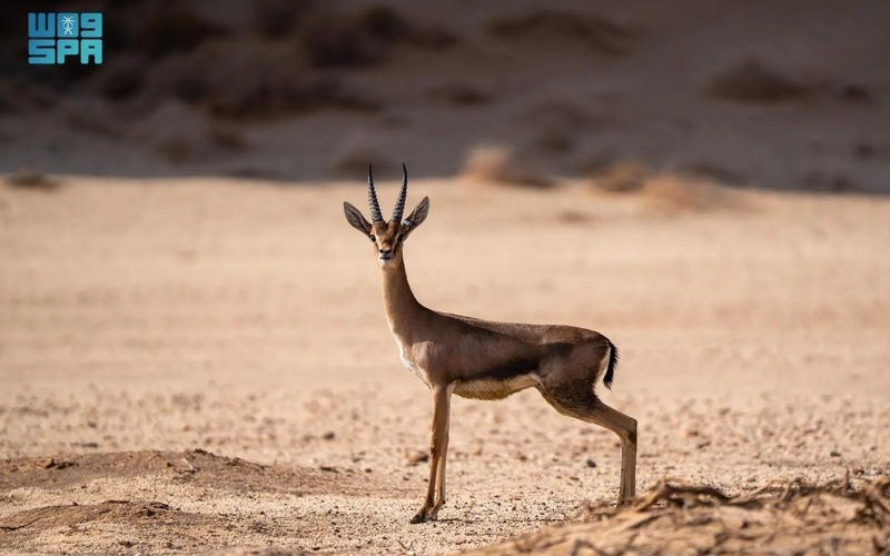 AlUla Showcases its Environmental Diversity on Gulf Wildlife Day