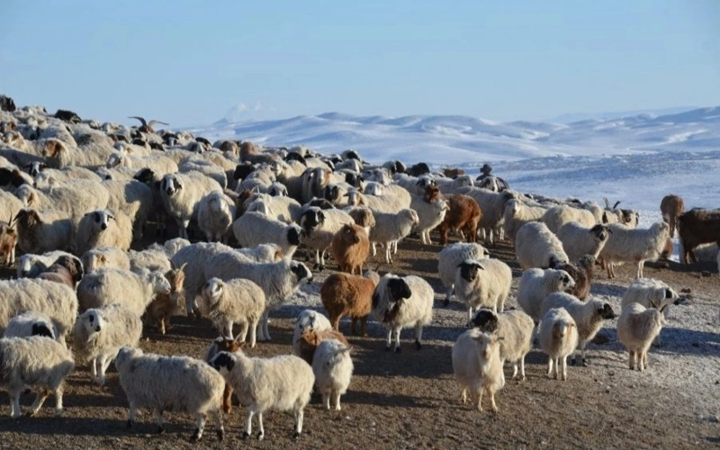 қўй-эчкилар