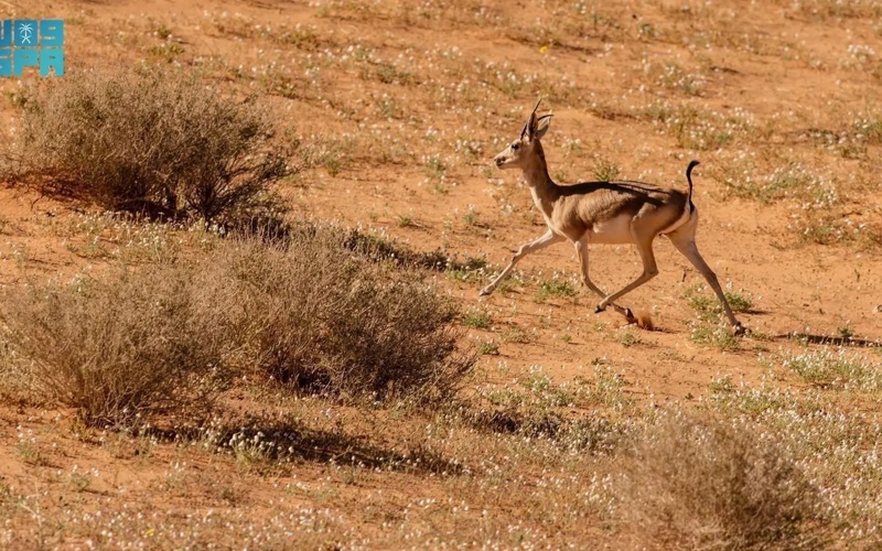 AlUla Showcases its Environmental Diversity on Gulf Wildlife Day