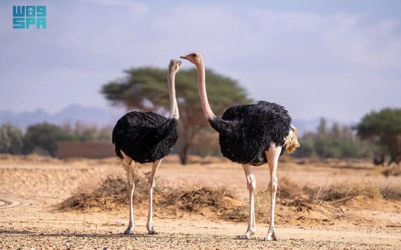 AlUla Showcases its Environmental Diversity on Gulf Wildlife Day