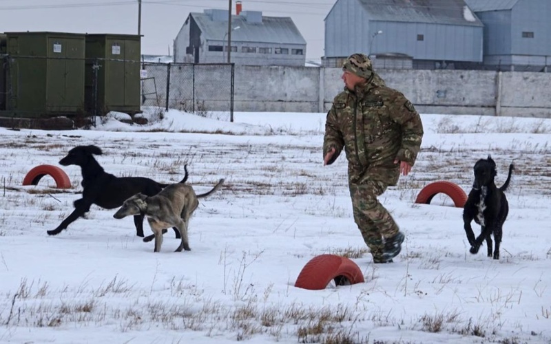从草原到军营 哈萨克猎犬的别样军旅生涯