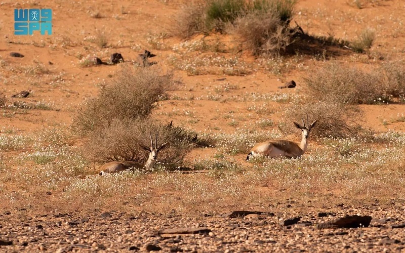 AlUla Showcases its Environmental Diversity on Gulf Wildlife Day