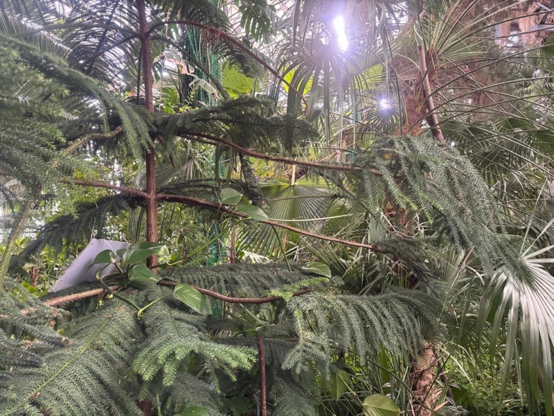 Petropavlda jańa botanıkalyq baq salý josparlanǵan &ndash; Artýr Rıazapov