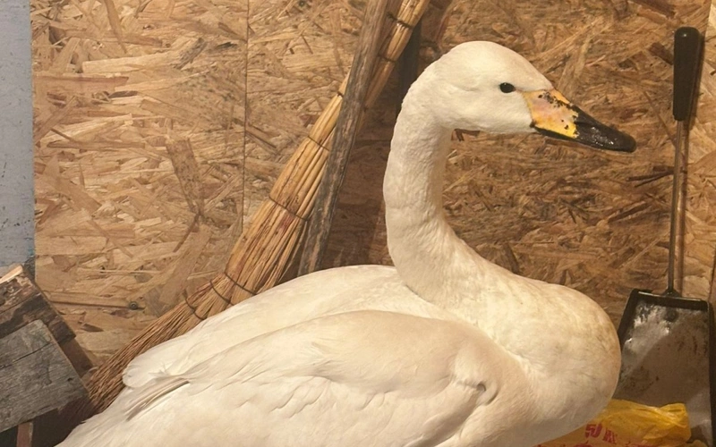 Лебедя, занесенного в Красную книгу, спасли жители села в Павлодарской области