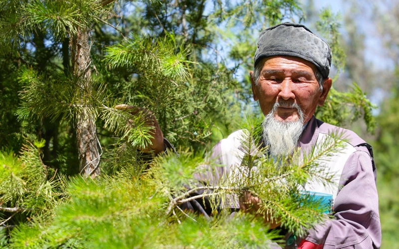 қызылордалық бағбан