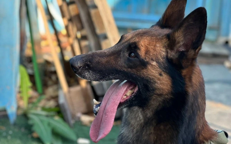 Более 200 преступлений раскрыли с помощью собак в Павлодарской области