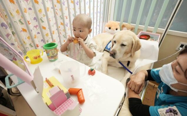 Japan’s hospital dogs offer comfort and normalcy to sick children Japan’s hospital dogs offer comfort and normalcy to sick children