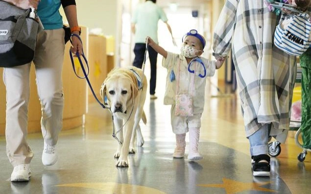 Japan’s hospital dogs offer comfort and normalcy to sick children