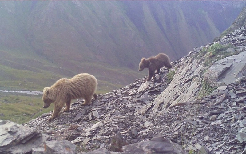 Brown bears