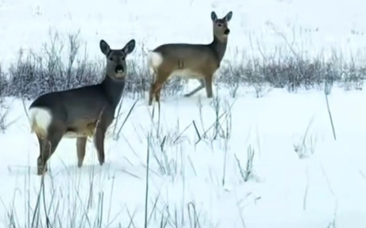 косули, «Ертіс Орманы»