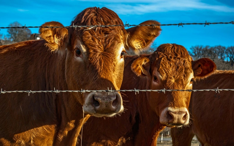 Массовая гибель скота в Жалагаше: ответ ветеринаров