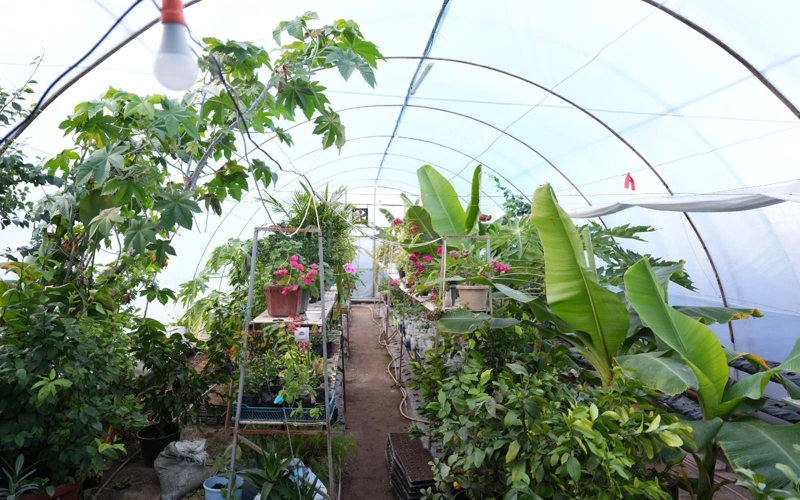 Қызылордада қыста экзотикалық жемістер өсіп тұр 