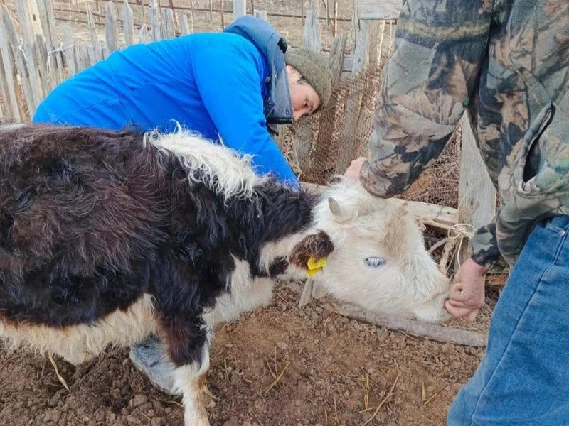 Mal aýrýlary, vaktsınatsııa, brýtsellez