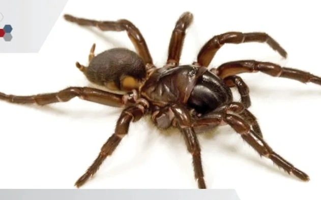 Spider venom-based drug enters trials for heart attacks, strokes