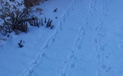 Снежный барс спустился к реке Шелек в Алматинской области