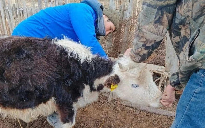 Свыше 70 голов зараженного бруцеллезом скота забито в Кызылординской области